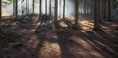 Tree trunks and shadows, Hemsted forest, Kent, England