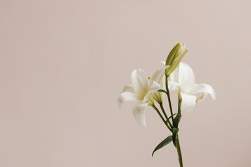 white lilies in front of pink wall