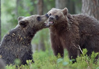 Obraz premium The Cubs of Brown bears (Ursus Arctos Arctos) playfully fighting, The summer forest. Natural green Background