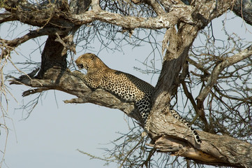 Fototapeta na wymiar Leopard - Tarangire National Park - Tanzania