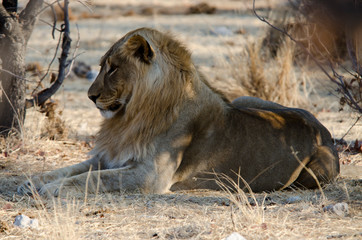 Lion - Etosha National Park - Namibia