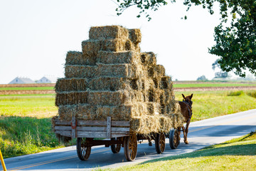 Horse Drawn Wagon
