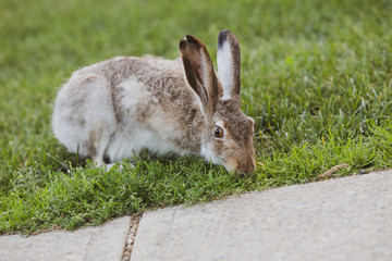Gray Hare