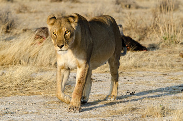 Liones - Etosha National Park - Namibia