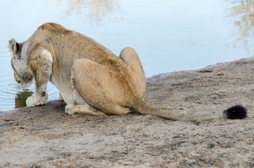 Liones - Kruger National Park - South Africa