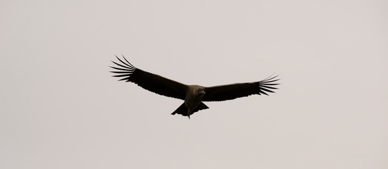 Condor Juvenil volando en la Patagonia. 