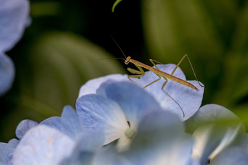 紫陽花と、かまきり