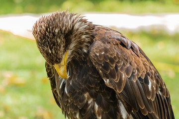 bald eagle resting in his innkeeper
