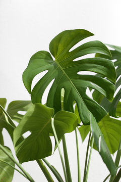 Vibrant Green Mostera Plant Leaves Against A White Background