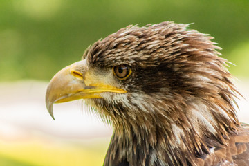 bald eagle resting in his innkeeper
