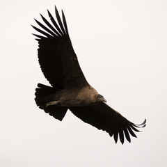Condor Juvenil volando en la Patagonia. 