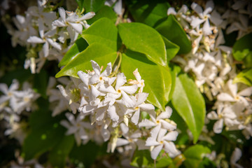 Confederate Jasmine,Trachelospermum jasminoides or Star jasmine white flowers background with multiple flowers.