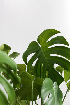 Vibrant Green Mostera Plant Leaves Against A White Background