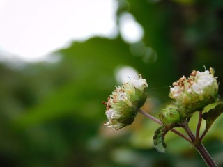 bud of a flower