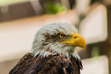bald eagle resting in his innkeeper