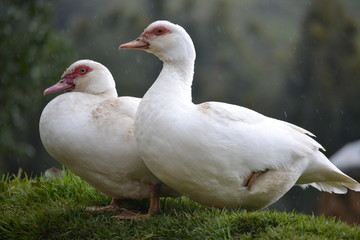 feather brothers