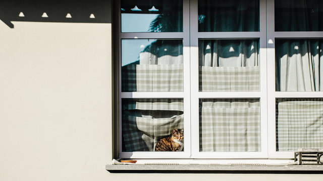 Tortoiseshell cat sits indoors behind window glass bathing in sunshine