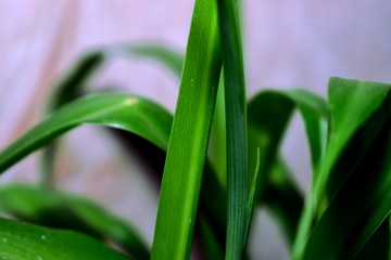Juicy, green Bush home houseplant