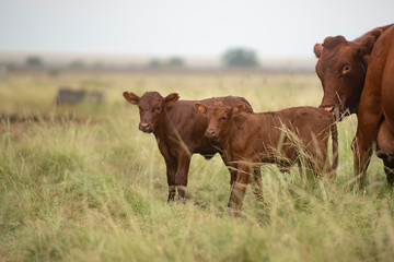  Bonsmara Cattle in South Africa, Free State