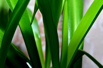 Juicy, green Bush home houseplant