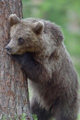 Obraz premium Cub of Brown bear (Ursus Arctos Arctos) in the summer forest. Natural green Background
