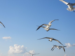Gaviotas volando
