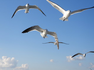Fototapeta na wymiar Albatros volando
