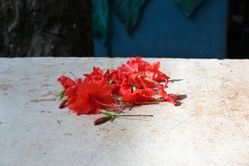 ein markt in victoria auf seychellen mit hibiskus und cocos nuss drink  © iralex