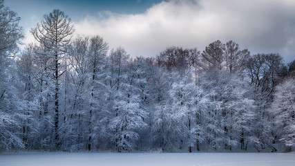 frozen trees in fresh snow in winter forest