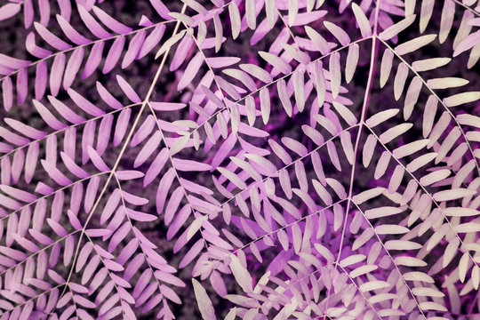 Ferns, Macro