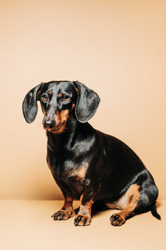 Dachshund Dog Sitting Studio Portrait