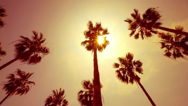 palm trees over sunset sky timelapse	