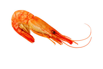  Cooked Prawns or Tiger Shrimps. Seafood.