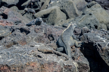 Marine Iguana - Isabela Island - Galapagos Islands - Ecuador
