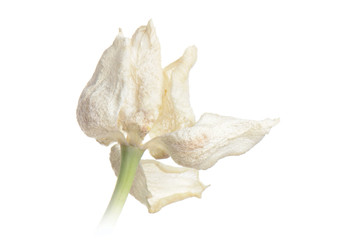 close up white faded tulip isolated on white