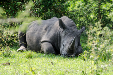 Obraz premium White Rhinoceros - Ziwa Reserve - Uganda