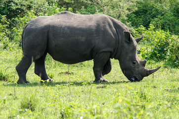 Obraz premium White Rhinoceros - Ziwa Reserve - Uganda
