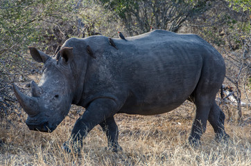 White Rhinocero - Kruger National Park - South Africa