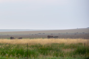 Bonsmara in Field next to a pond