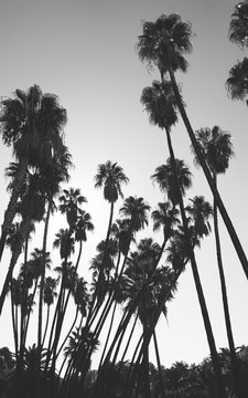 Palm Trees In A Sunny Day