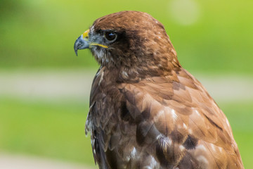 red-tailed buzzard resting in his innkeeper