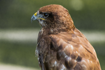 red-tailed buzzard resting in his innkeeper