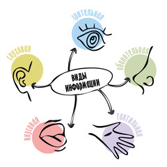 Type of information. Vector diagram . Visual, tactile, olfactory, auditory, gustatory.