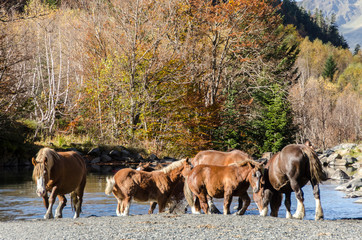 Horses - Val d'Aran - Lleida - Catalonia