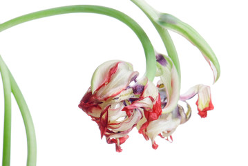 close up red faded tulip isolated on white