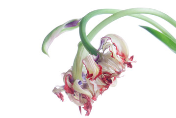 close up red faded tulip isolated on white