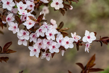 Tree branch with white flowers on blurred background_