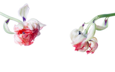 close up red fresh and faded tulip isolated on white