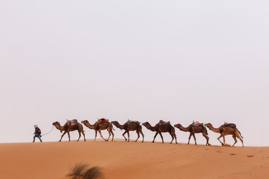 Camel caravan in the desert