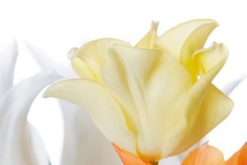 Fototapeta na wymiar close up white, orange and yellow tulip isolated on white